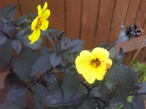 Yellow Dahlia with purple leaves