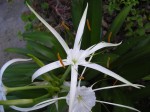 White Flower Hymenocallis harrisiana