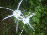 Hymenocallis liriosme - Spider Lily