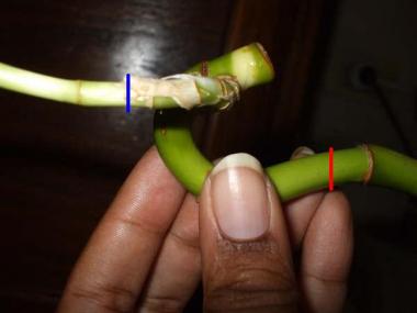 Lucky bamboo stem