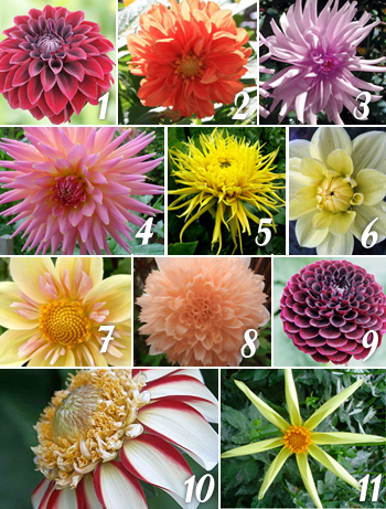 Types of Dahlias