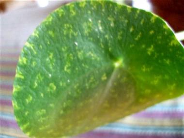 Hoya obovata leaf