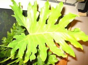 Xanadu Philodendron Leaf