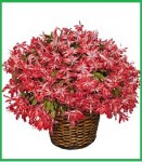 Red Christmas Cactus