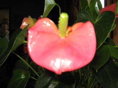 Flamingo FLower Bloom (Anthurium)