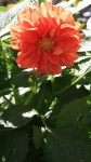 Orange Dahlia