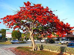 Royal Poinciana or Flamboyant Tree