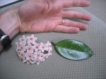 Hoya Flower & Leaf