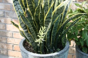 How Do I Love Sansevieria Plants Let Me Count The Ways,Fall Flowers Background