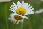 daisy_flower