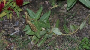 Possible Asclepias Pod