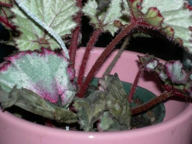 Stems of a Rex Begonia