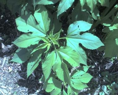 Giant Ragweed (Ambrosia trifida)