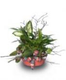 Dish Gardens Add Beauty To Every Indoor Atmosphere
