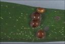 Picture of scale from the Univeristy of Florida Lyle Buss