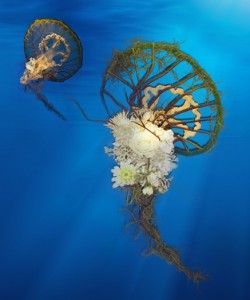 Shirley's Florist Inc.