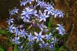 agapanthus