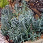 Euphorbia characias wulfenii