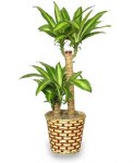 Corn Plant Houseplants