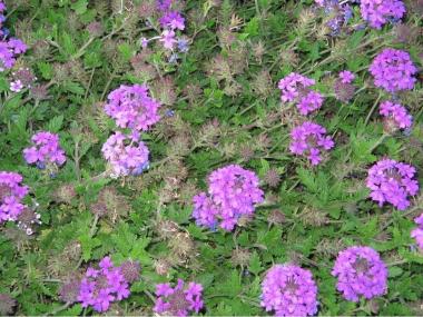 Verbena