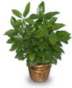Green Schefflera Houseplant