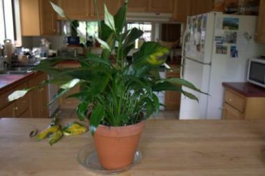 Stressed Peace Lily Plant