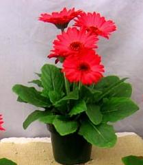 Gerbera