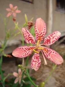 Leopard lily
