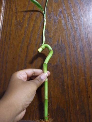 Lucky bamboo stem with new shoot