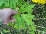 Wildflower Leaf