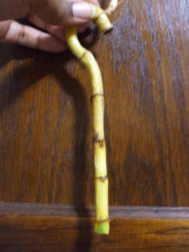 Yellow lucky bamboo stalk
