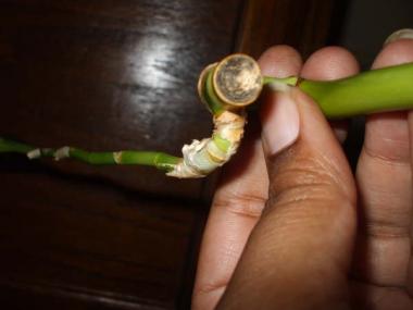 cut end of a lucky bamboo