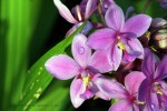 Malasian Orchid - Spathoglottis plicata