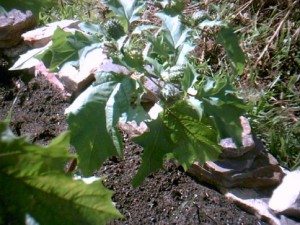 Datura Stramonium