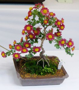 Chrysanthemum Bonsai