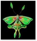 Luna Moth Inspiration