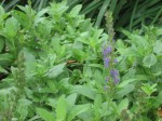 Blue Salvia Bloom