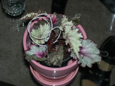 Rex Begonia in a Pot