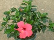 Pink Hibiscus