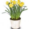Potted Daffodils Are Great Birthday Gifts