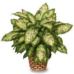 Dumb Cane