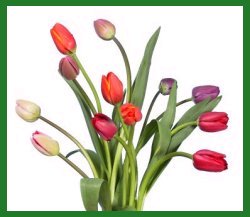 Tulips and Flowers Bring A Breath of Spring – March Newsletter – Flower ...