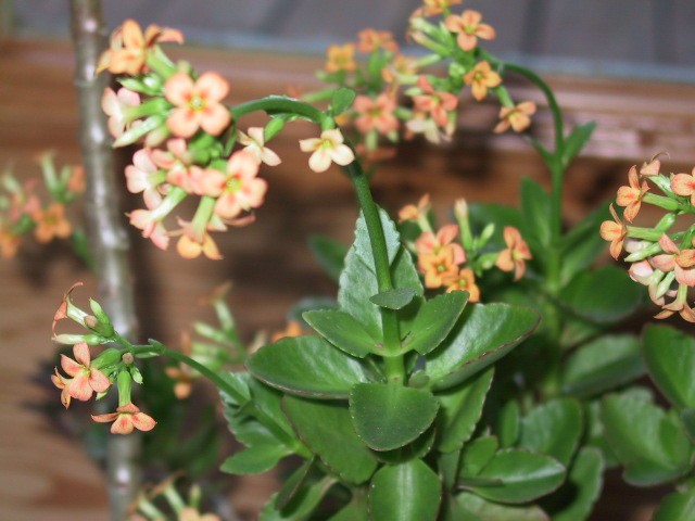 kalanchoe-with-blooms.jpg