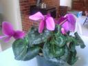 cyclamen