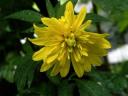 Lemonhead - Yellow Bloom