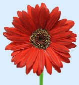 Gerbera Displayed As A Single Red Flower