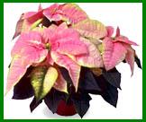 Pink & White Marble Poinsettia from Ecke Ranch