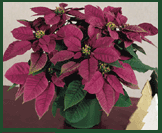 Purple Poinsettia From Ecke Ranch