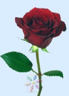 Single stem of a red rose