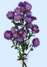 stem of purple asters